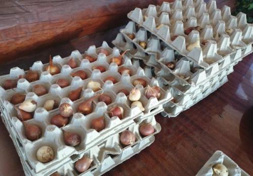 Как делить луковицы тюльпанов. Размножения тюльпанов, наиболее распространенным вариантом — луковицей