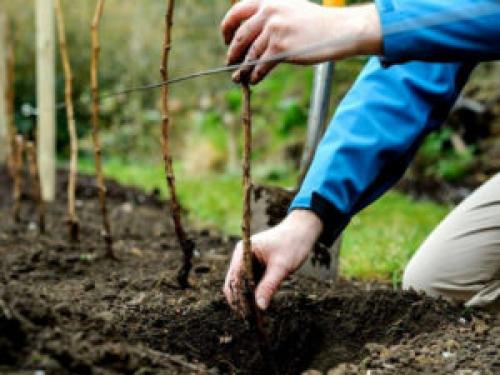 Как посадить малину. Когда лучше сажать, весной или осенью