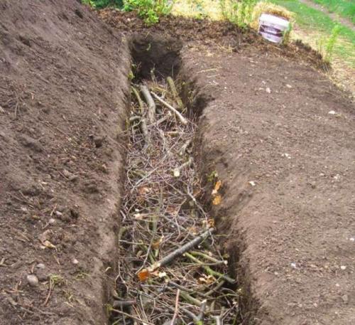 Когда сажать малину в подмосковье. Посадка малины в открытый грунт