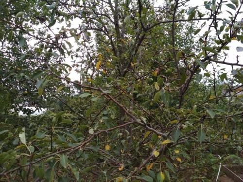 Железный купорос осенью. Нужно ли и зачем обрабатывать сад осенью купоросом (железным или медным)