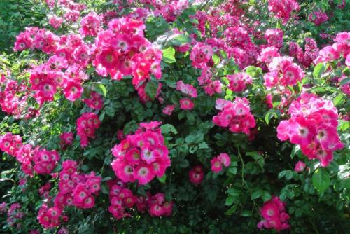 Чем отличается плетистая роза от вьющейся. Вьющиеся розы —, какие бывают сорта, описание с фото