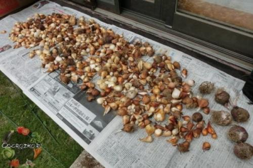 Как хранить луковицы тюльпанов с весны до осени. Как сохранить луковицы тюльпанов