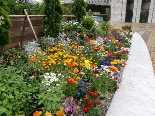 Клумба цветущая с ранней весны до поздней осени. Для дачи в цвету с весны до осени 26