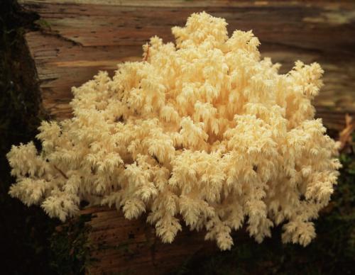 Гриб коралл, как приготовить. Рецепты приготовления ежовика кораллового