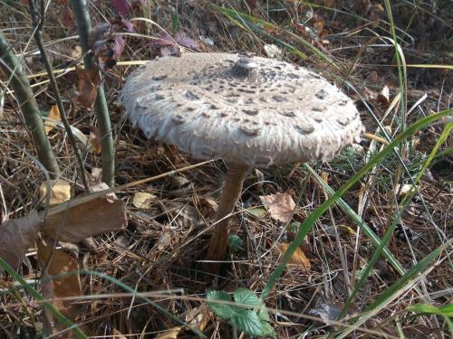 Какие грибы синеют при варке. Можно ли определить, есть ли среди грибов ядовитые, во время их приготовления