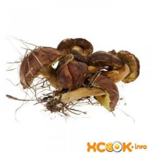 Польский гриб польза. Польский гриб - белый, подробное его описание с фото