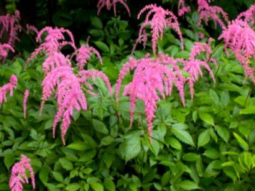Чем подкормить астильбу осенью. Осенняя история неподражаемой астильбы 09