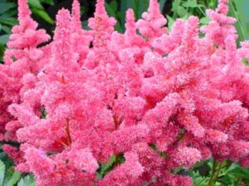 Чем подкормить астильбу осенью. Осенняя история неподражаемой астильбы 10