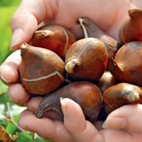 Как хранить луковицы тюльпанов до осени. Как хранить луковицы тюльпанов