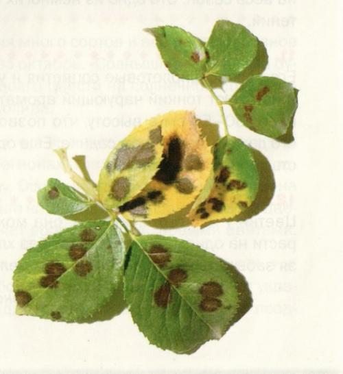 Марсония на розах. Черная пятнистость на розах: лечение и профилактика