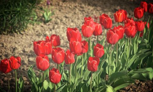 Как бороться со снытью на дачном участке. Как можно бороться со снытью на садовом участке