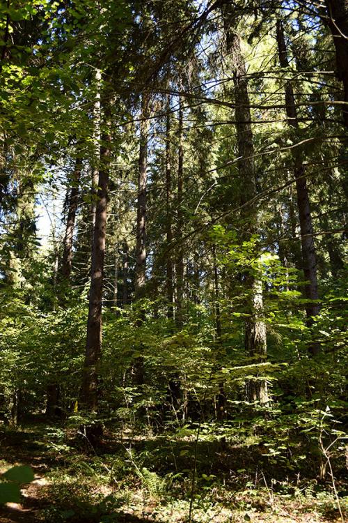 Растут ли грибы в пасмурную погоду. Как и когда растут белые грибы