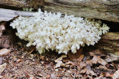Белый гриб похожий на коралл. Описание ежовика коралловидного