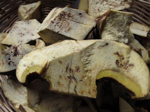 Бывают ли белые грибы червивыми. Червивый белый гриб