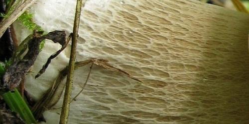 Белый гриб. Разновидности белых грибов (с фото)