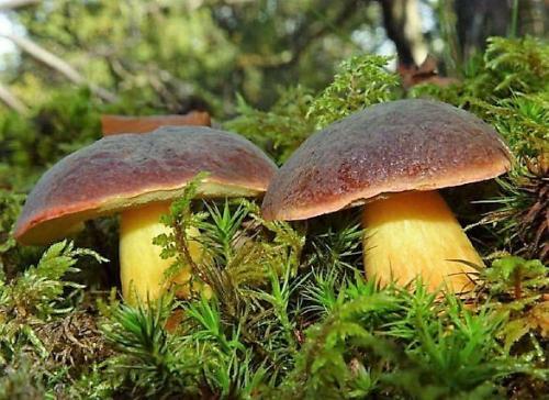 Польский гриб ложный. Польский гриб: особенности внешнего вида и ареал распространения