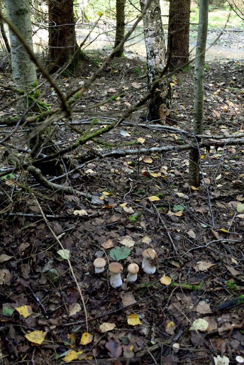 Растут ли грибы в пасмурную погоду. Как и когда растут белые грибы