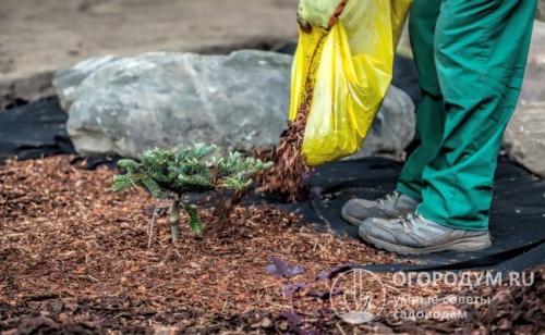 Сныть, как избавиться на участке. Способы искоренения