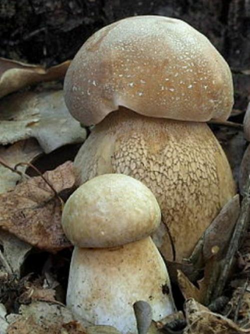 Ложный подосиновик российских лесов.