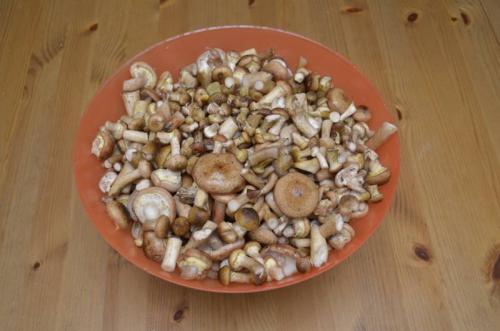 Сколько варить опята для маринования. Маринованные опята с уксусом – самый вкусный рецепт
