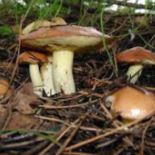 Как определить грибы по ножке