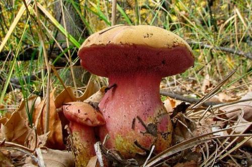 Гриб пластинчатый с коричневой шляпкой. Обзор условно-съедобных грибов