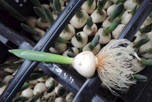 Как делить луковицы тюльпанов. Размножения тюльпанов, наиболее распространенным вариантом — луковицей