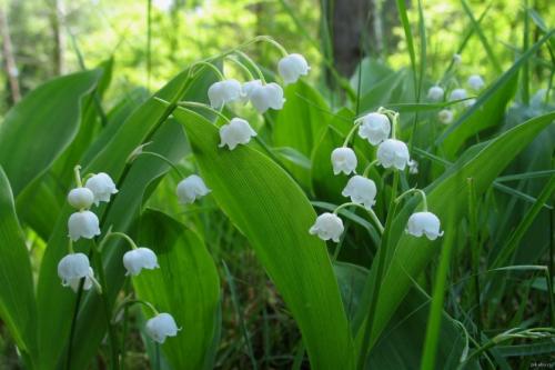 Клумба цветущая с ранней весны до поздней осени. Для дачи в цвету с весны до осени 10