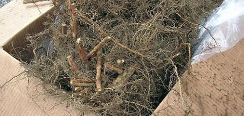 Как сажать малину ремонтантную. Ремонтантная малина – описание 04