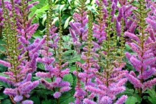 Чем подкормить астильбу осенью. Осенняя история неподражаемой астильбы 08