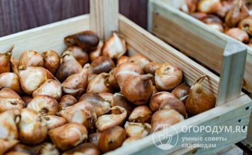 Как сохранить луковицы тюльпанов для посадки весной. Летне-осеннее хранение