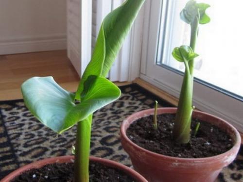 Как сохранить каллы до весны в квартире. Как сохранить луковицы калл зимой? 04