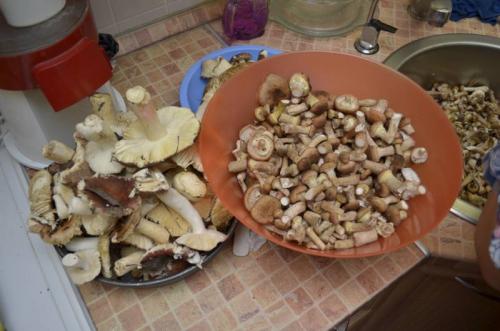 Сколько варить опята для маринования. Маринованные опята с уксусом – самый вкусный рецепт