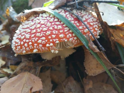 Какие грибы синеют при варке. Можно ли определить, есть ли среди грибов ядовитые, во время их приготовления