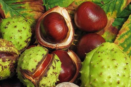 Как сажать каштан из ореха осенью. Размножение каштана