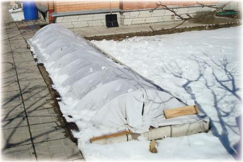 Когда укрывают розы на зиму. Подготовка к укрытию 07