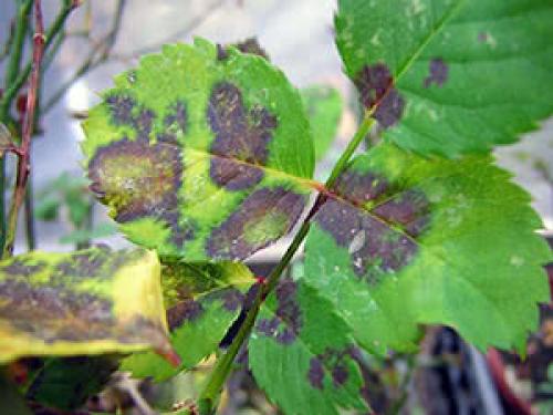 Бактериальный рак розы лечение. Болезни роз: описание, лечение и профилактика 05