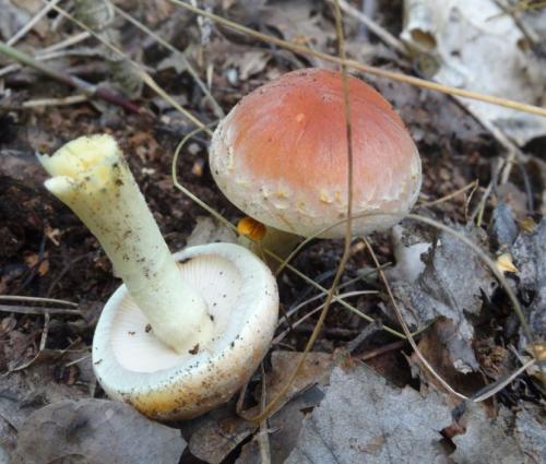 Виды опят ложные. Как отличить съедобные опята от ложных