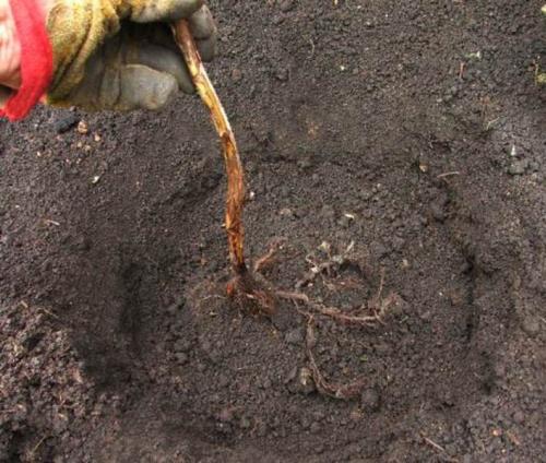 Когда сажать малину в подмосковье. Посадка малины в открытый грунт