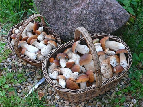 Растут ли грибы в пасмурную погоду. Как и когда растут белые грибы