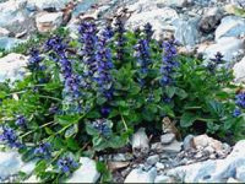 Клумба цветущая с ранней весны до поздней осени. Для дачи в цвету с весны до осени 19