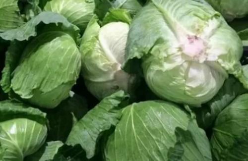 Сорта капусты для засолки и квашения. Лучшие сорта капусты для квашения и засолки