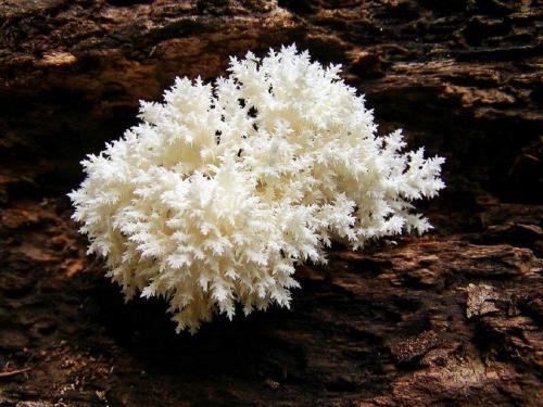 Белый гриб похожий на коралл. Описание ежовика коралловидного