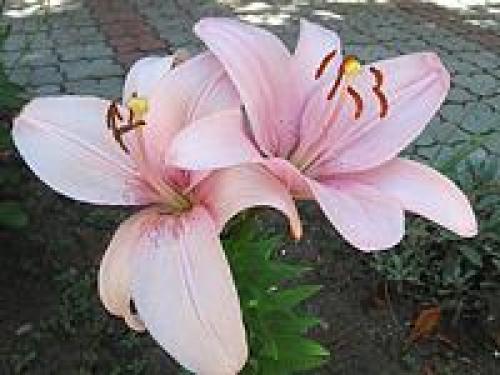 Клумба цветущая с ранней весны до поздней осени. Для дачи в цвету с весны до осени 23