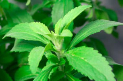 Стевия всхожесть семян. Как вырастить стевию из семян дома