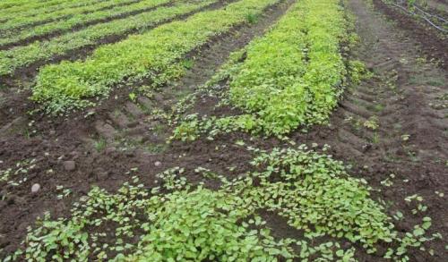 Какой сидерат посадить в теплице осенью. Какие сидераты лучше сеять осенью: растения для огорода и теплицы 01