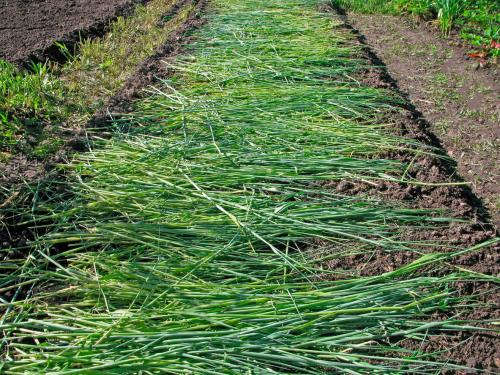 Что лучше, как сидерат овес или рожь. Овес, как сидерат сильно отличается от фацелии и горчицы