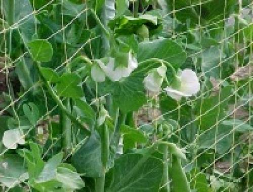 Низкорослые сидераты. Бобовые сидераты