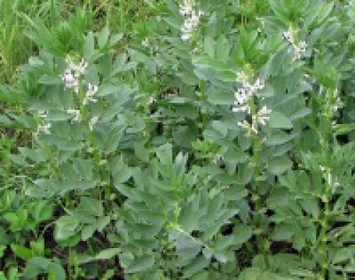 Низкорослые сидераты. Бобовые сидераты