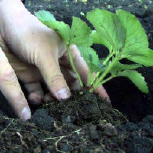 Посадка клубники. Как сажать клубнику в открытый грунт